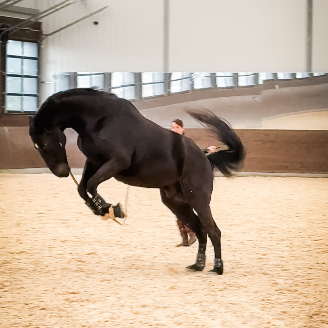 Custom HoofPrint 3D Model - From picture to 3D model