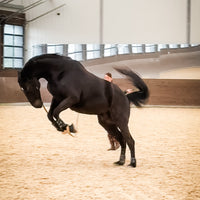 Custom HoofPrint 3D Model - From picture to 3D model