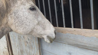 Swappable Customizable Horse Stall Nameplate